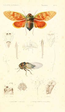 Image of Pycna strix Amyot & Serville 1843