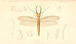 Image of Dobson fly