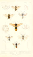 Image de Megalodontes cephalotes (Fabricius 1781)