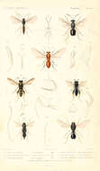 Imagem de Neuroterus quercusbaccarum (Linnaeus 1758)