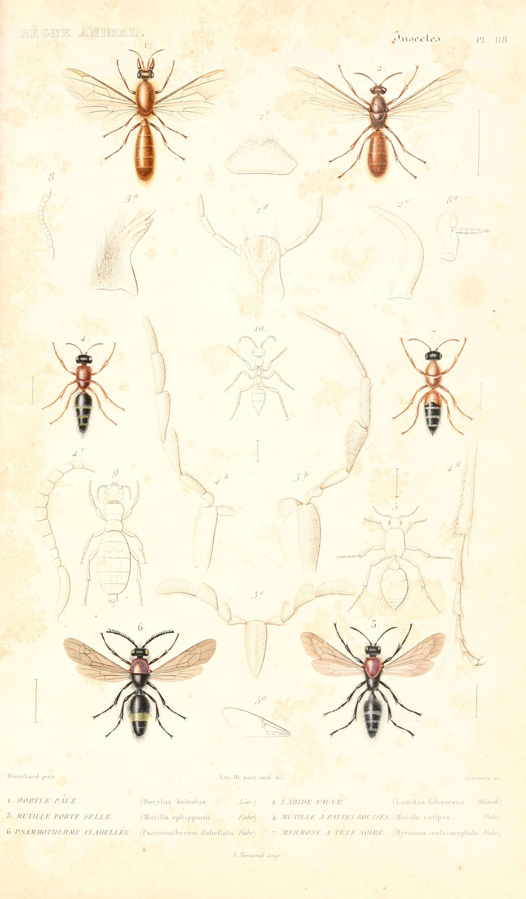 Image de Dorylus helvolus (Linnaeus 1764)