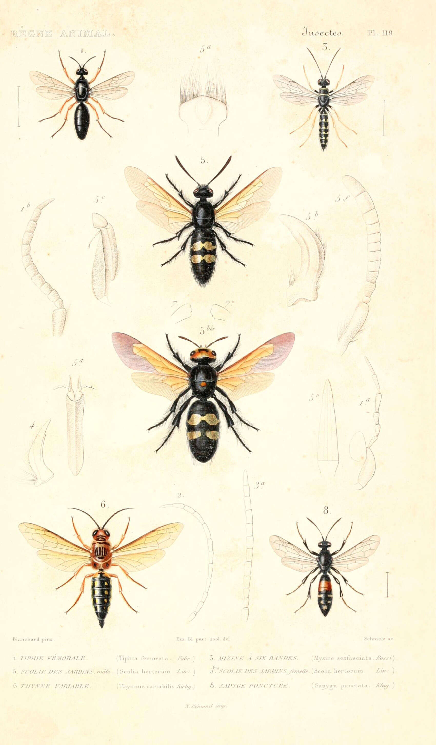 Image of Tiphia femorata Fabricius 1775