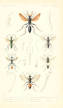 Plancia ëd Sphex flavipennis Fabricius 1793