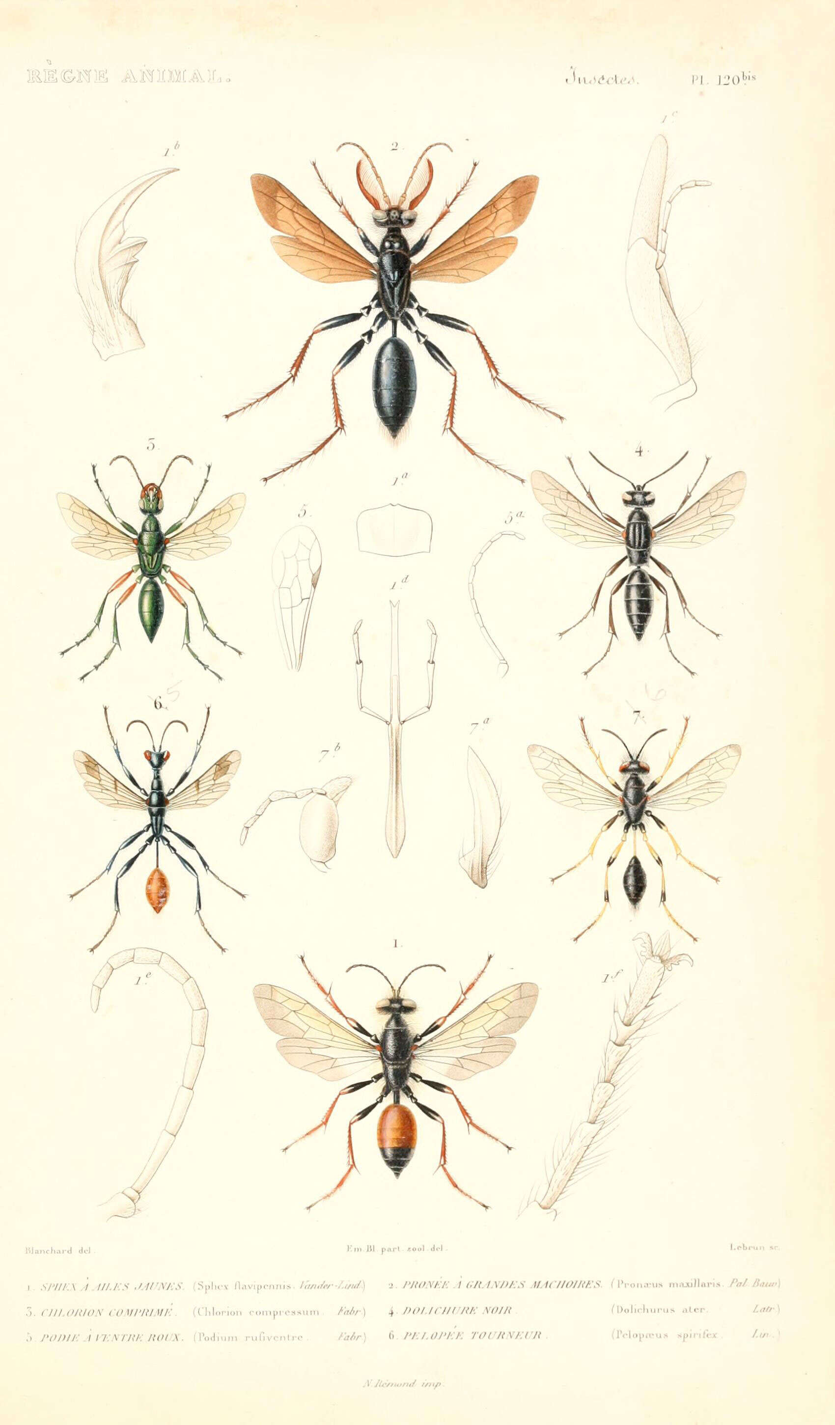 Sivun Sphex flavipennis Fabricius 1793 kuva