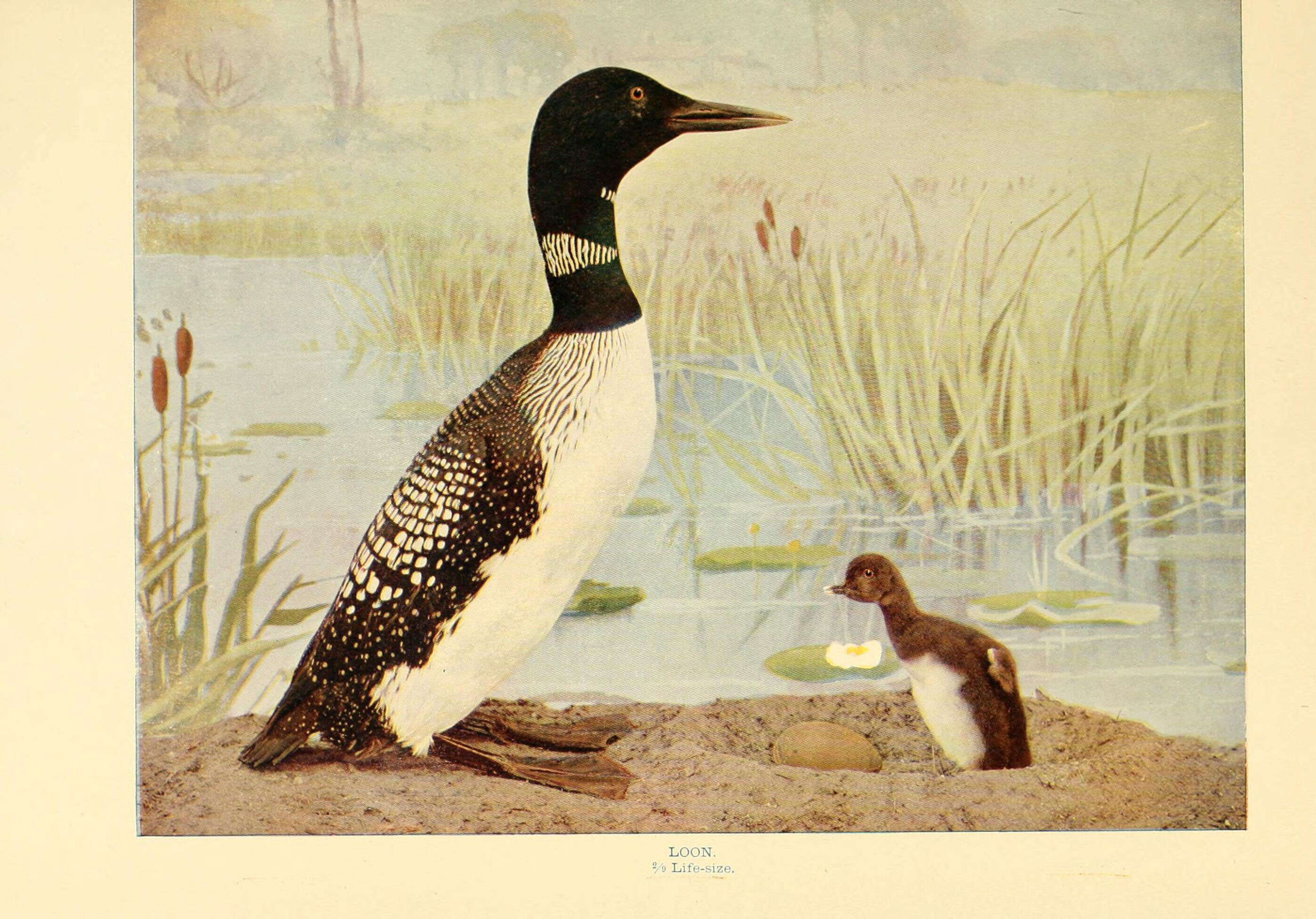 Image of loons