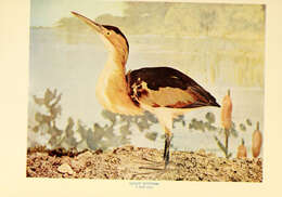 Image of Least Bittern