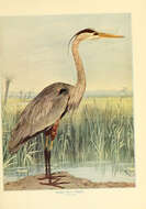 Image of Great Blue Heron