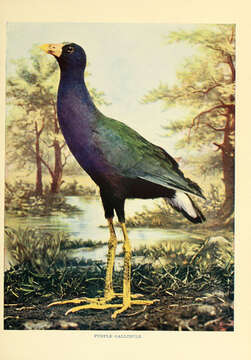 Image of American Purple Gallinule