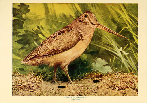 Image of Woodcock