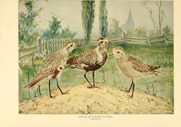 Image of American Golden Plover