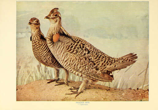 Image of Greater Prairie Chicken