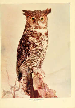 Image of Great Horned Owl