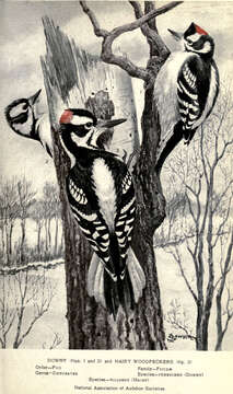 Image of Downy Woodpecker