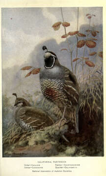 Image of Callipepla Wagler 1832