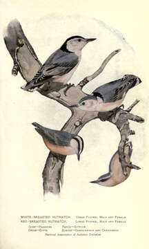 Image of White-breasted Nuthatch