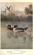 Image of pintail, northern pintail