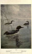 Image of loons