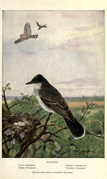 Image of Eastern Kingbird