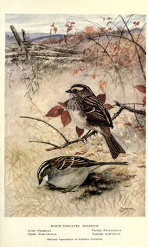 Image of White-throated Sparrow