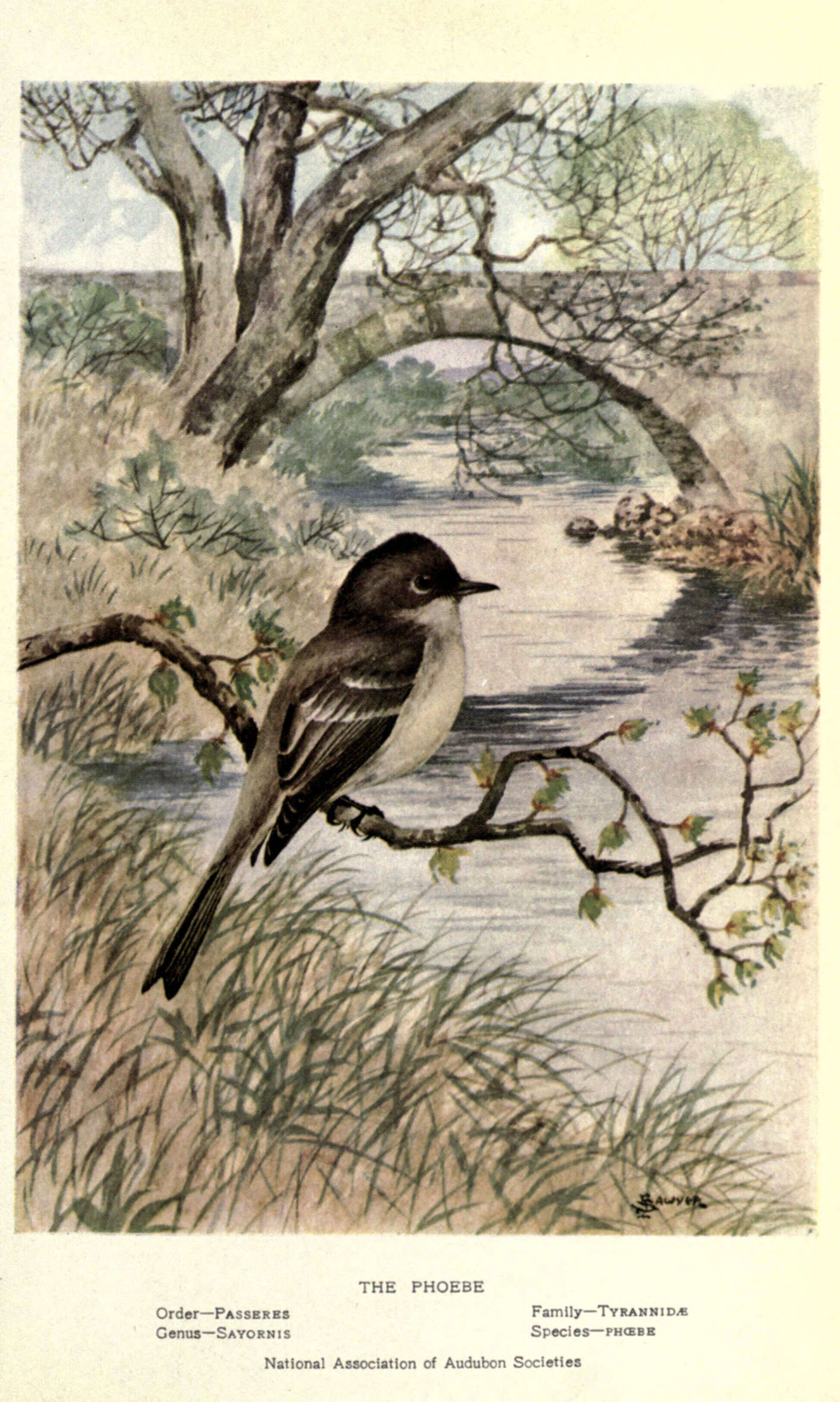 Image of Eastern Phoebe