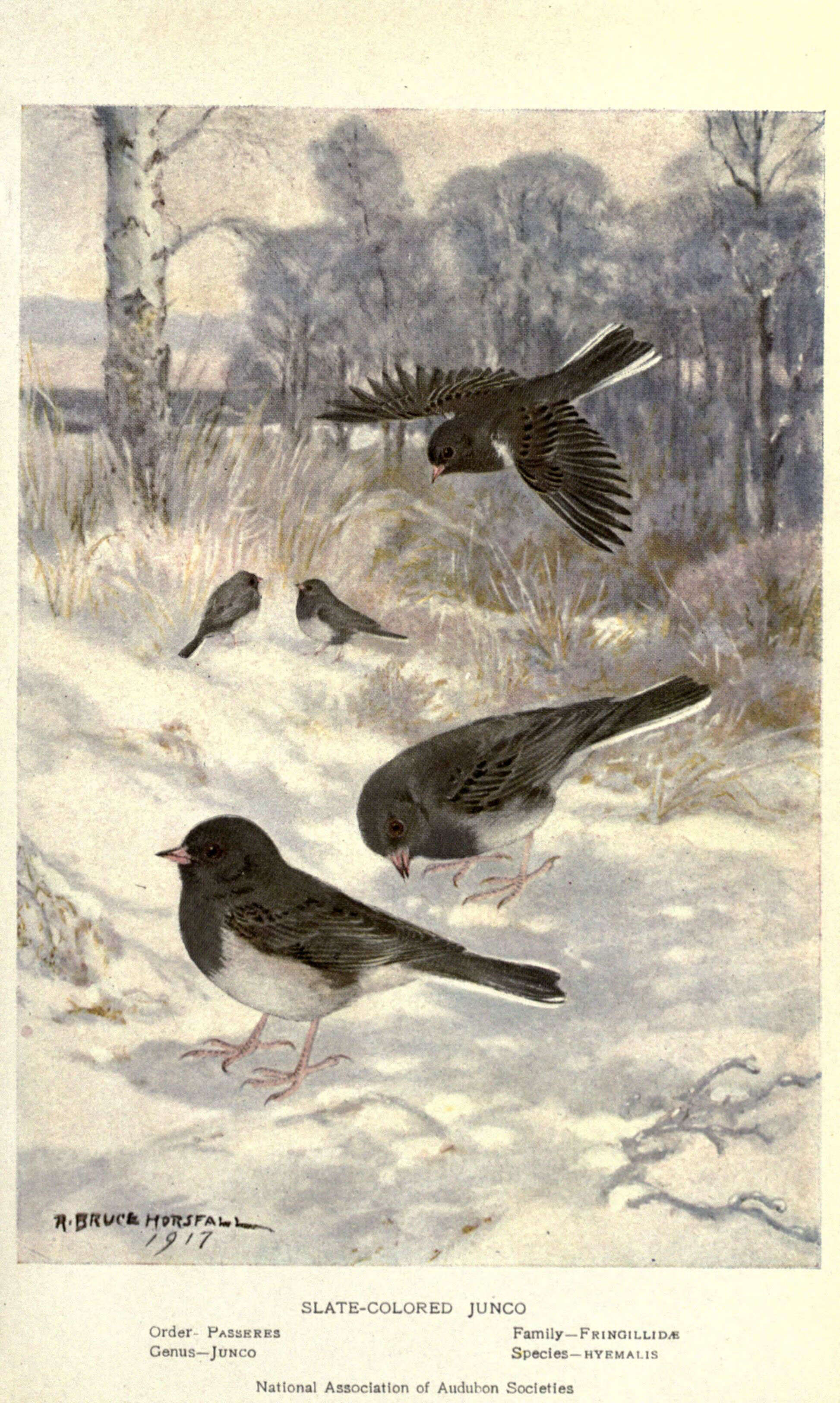 Image of juncos