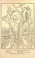 Dryobates pubescens (Linnaeus 1766) resmi