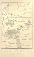 Image of loons