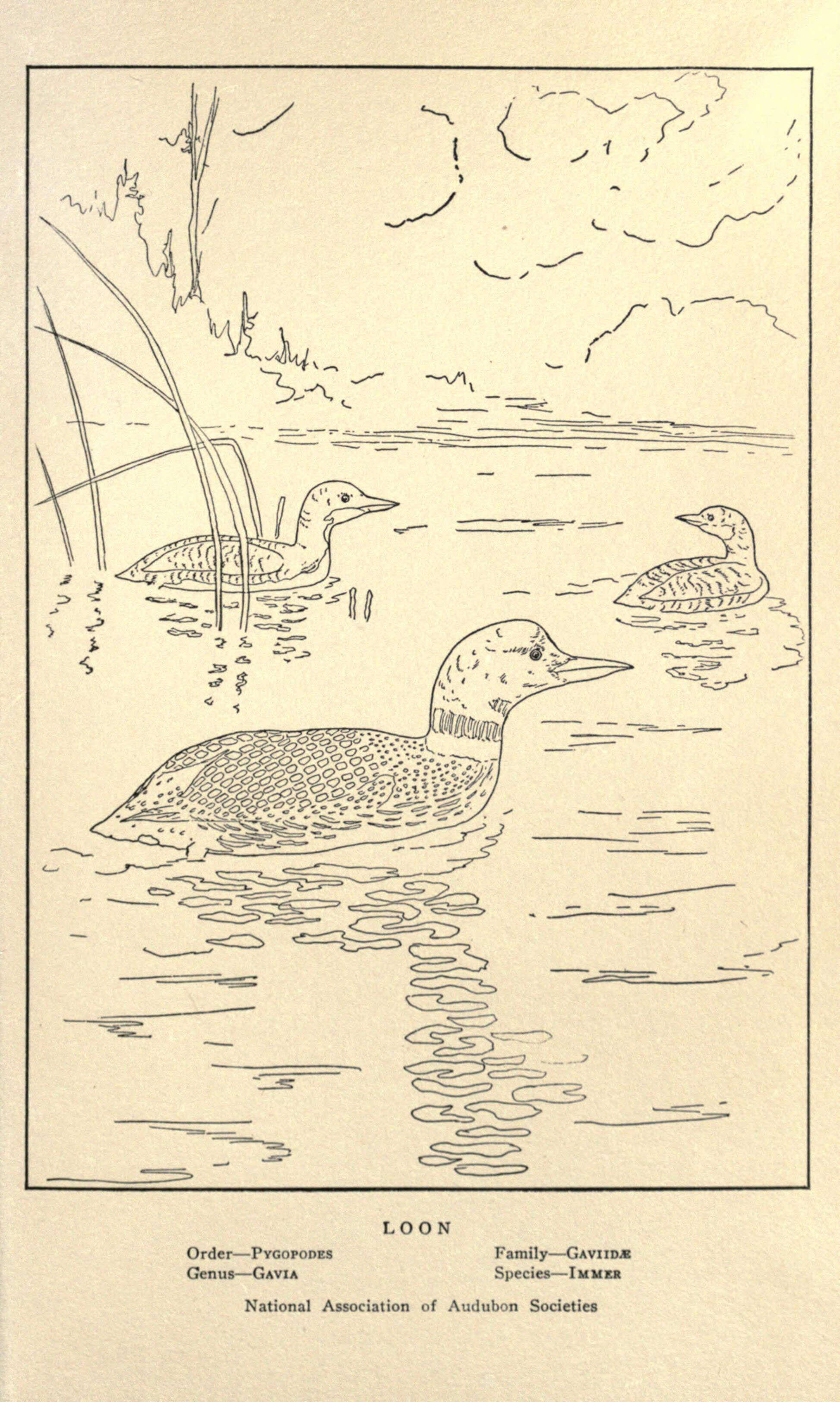 Image of loons