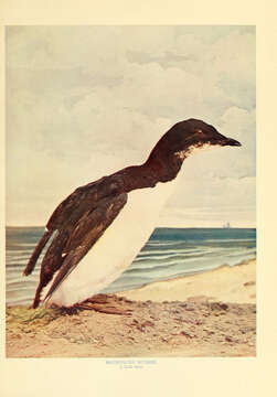 Image of Brünnich's Guillemot