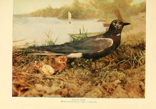 Image of Black Tern