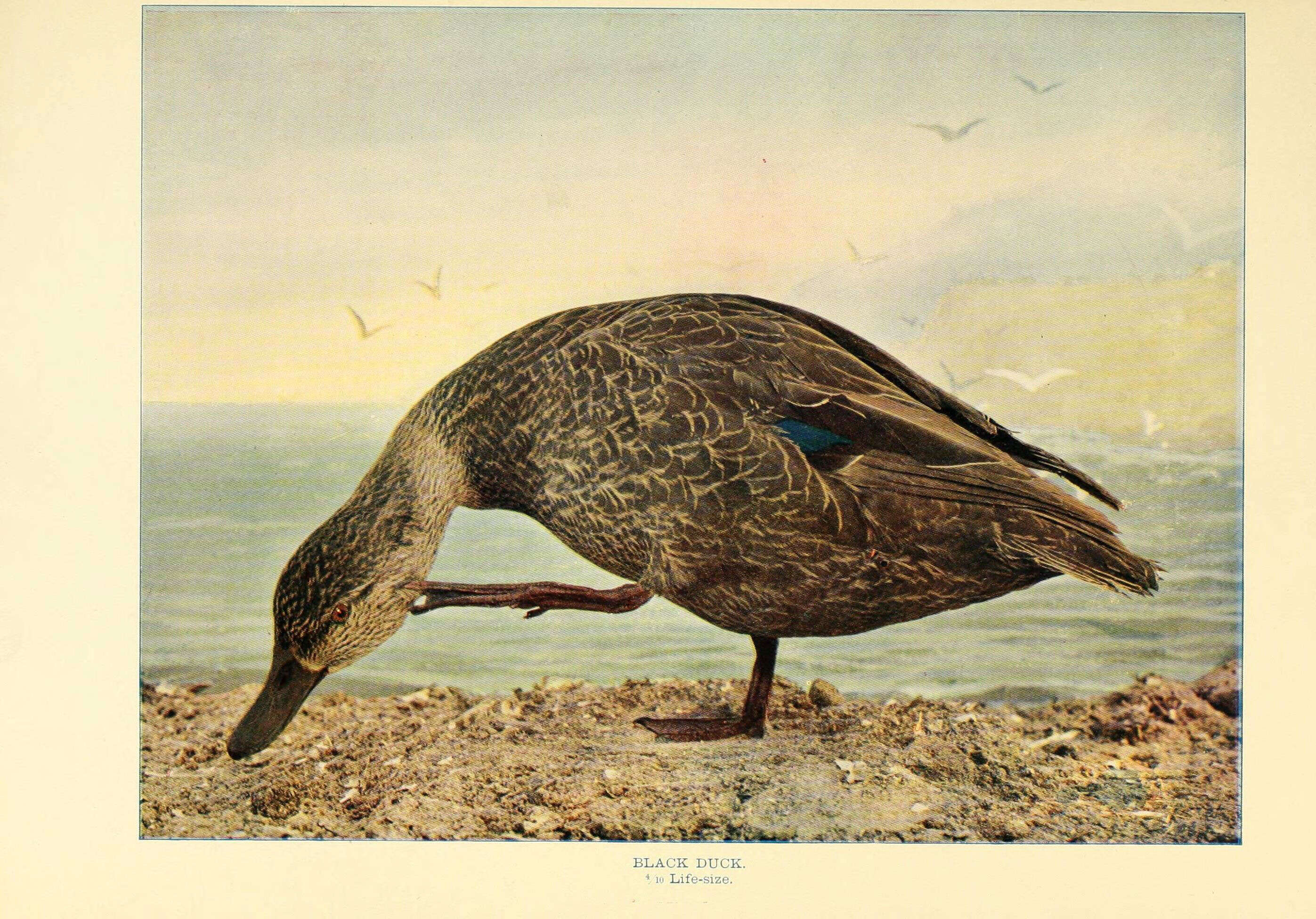 Image of American Black Duck