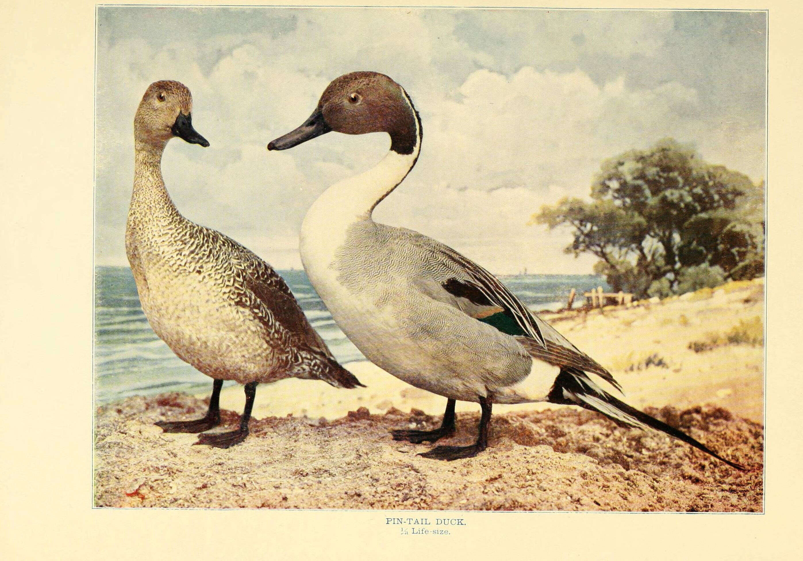 Image of pintail, northern pintail