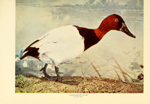 Image of Canvasback