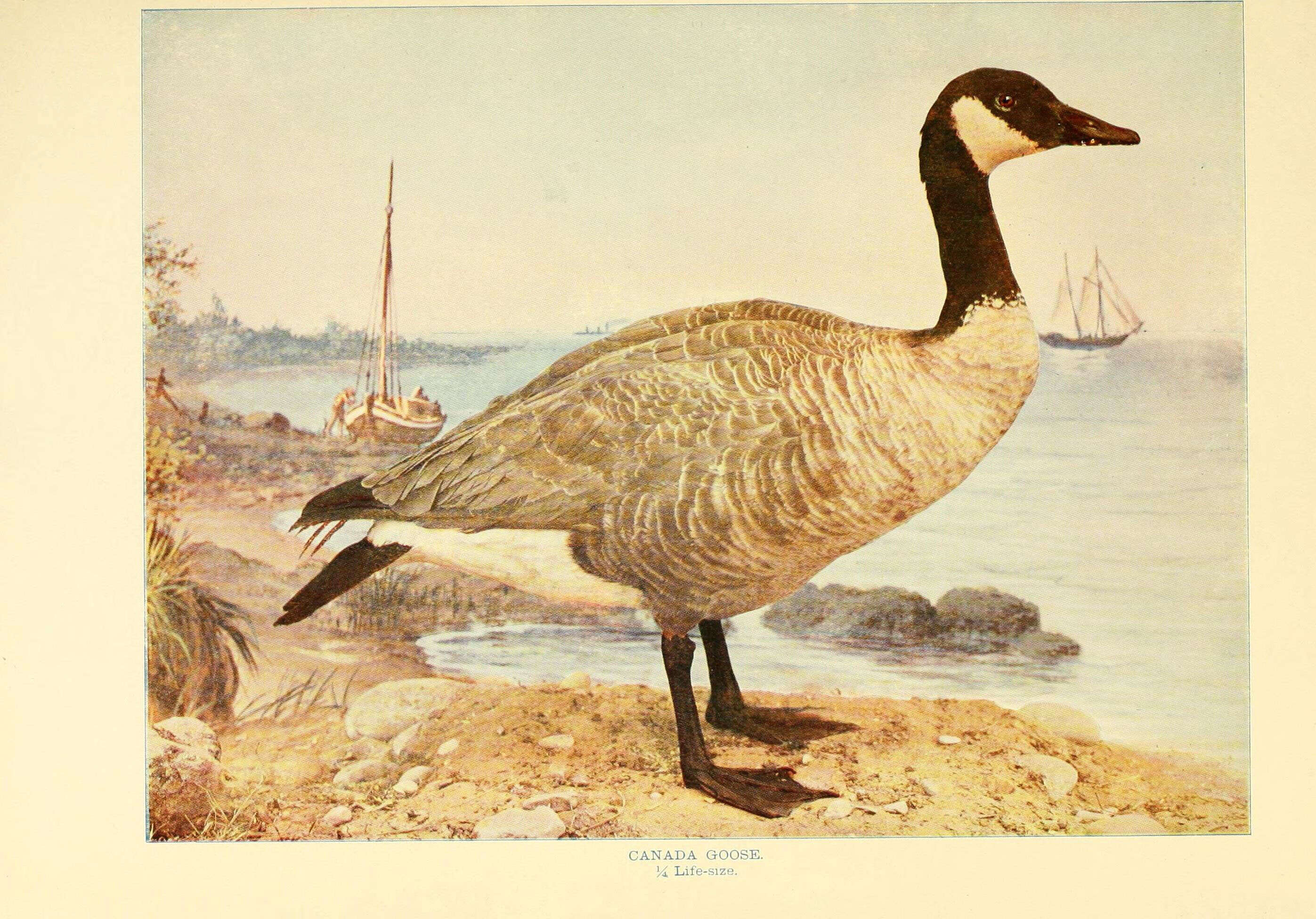 Image of Hawaiian goose