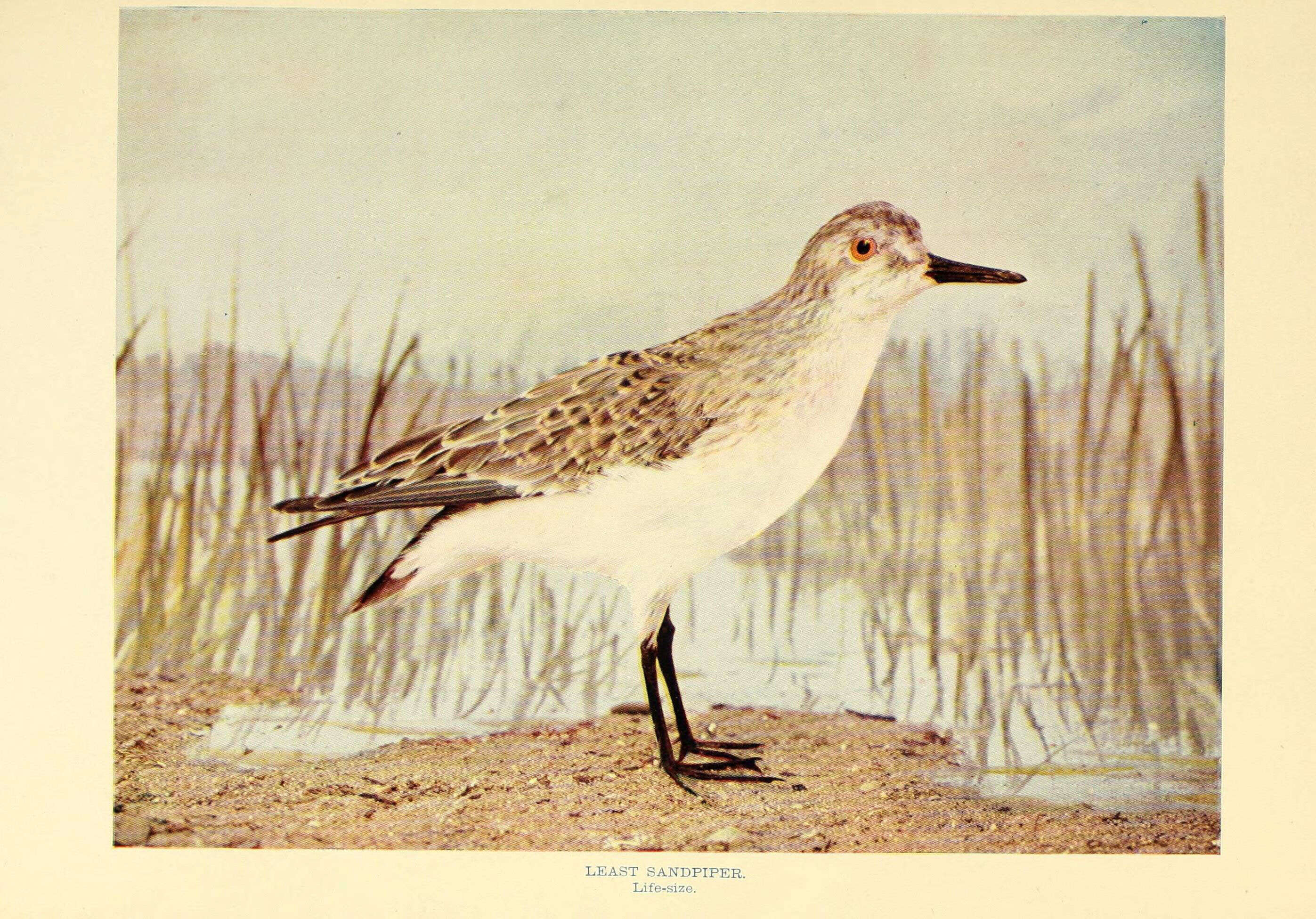 Image of Least Sandpiper