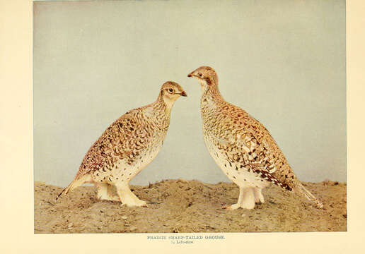 Image of Sharp-tailed Grouse