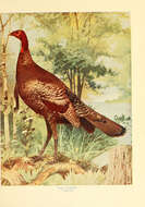 Imagem de Meleagris gallopavo Linnaeus 1758