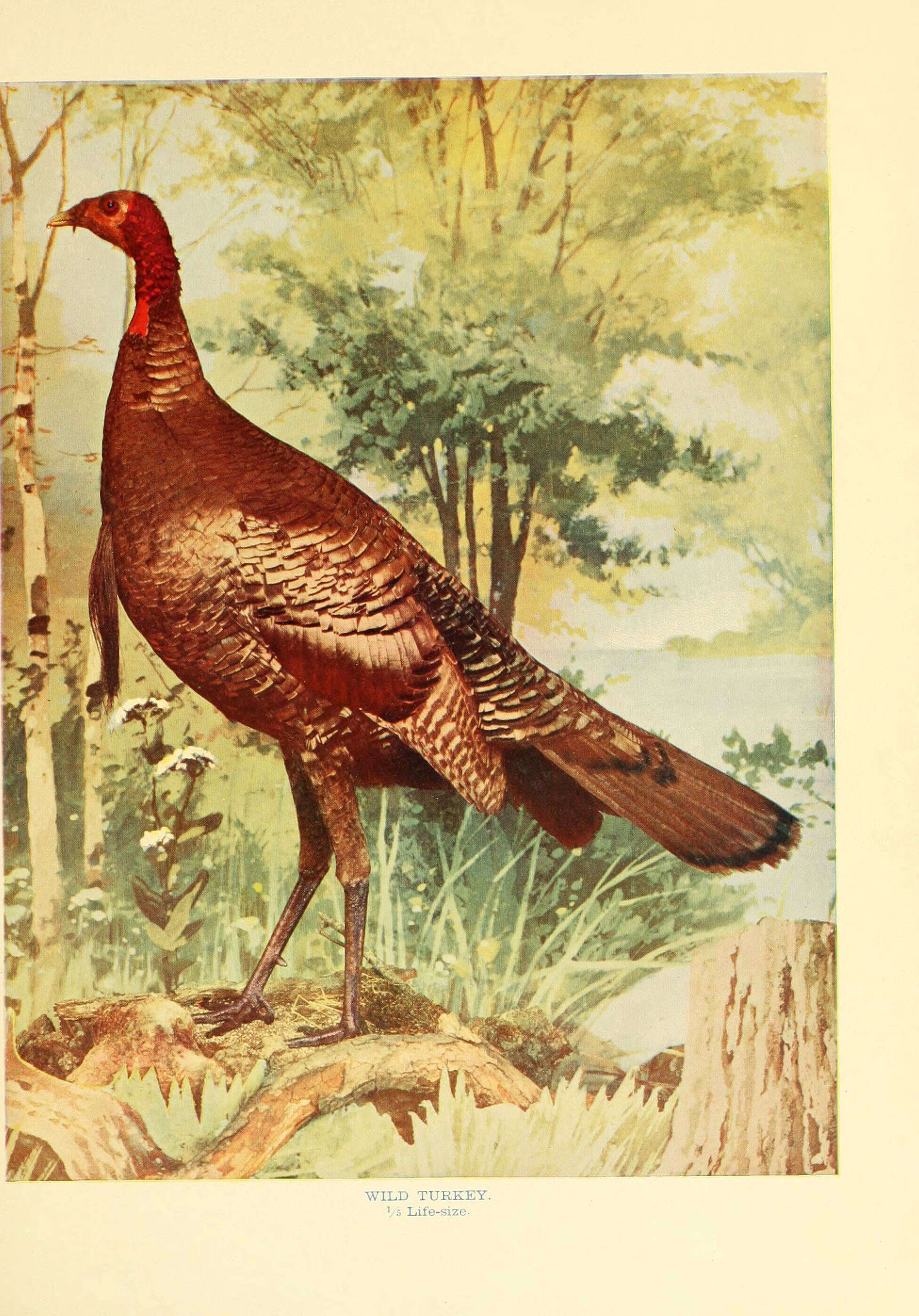 Imagem de Meleagris gallopavo Linnaeus 1758