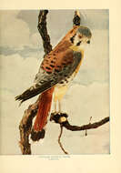 Image of American Kestrel