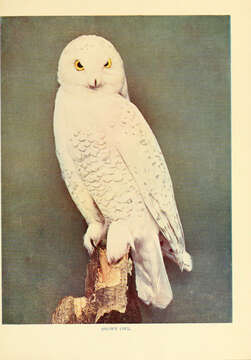 Imagem de Bubo scandiacus (Linnaeus 1758)