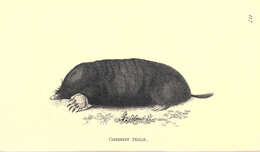 Image of desmans, moles, and relatives