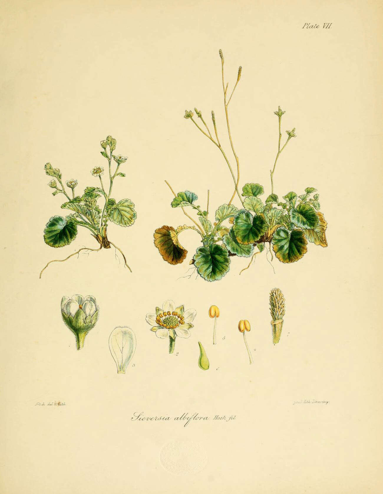 Image of Geum albiflorum (Hook. fil.) Cheesem.