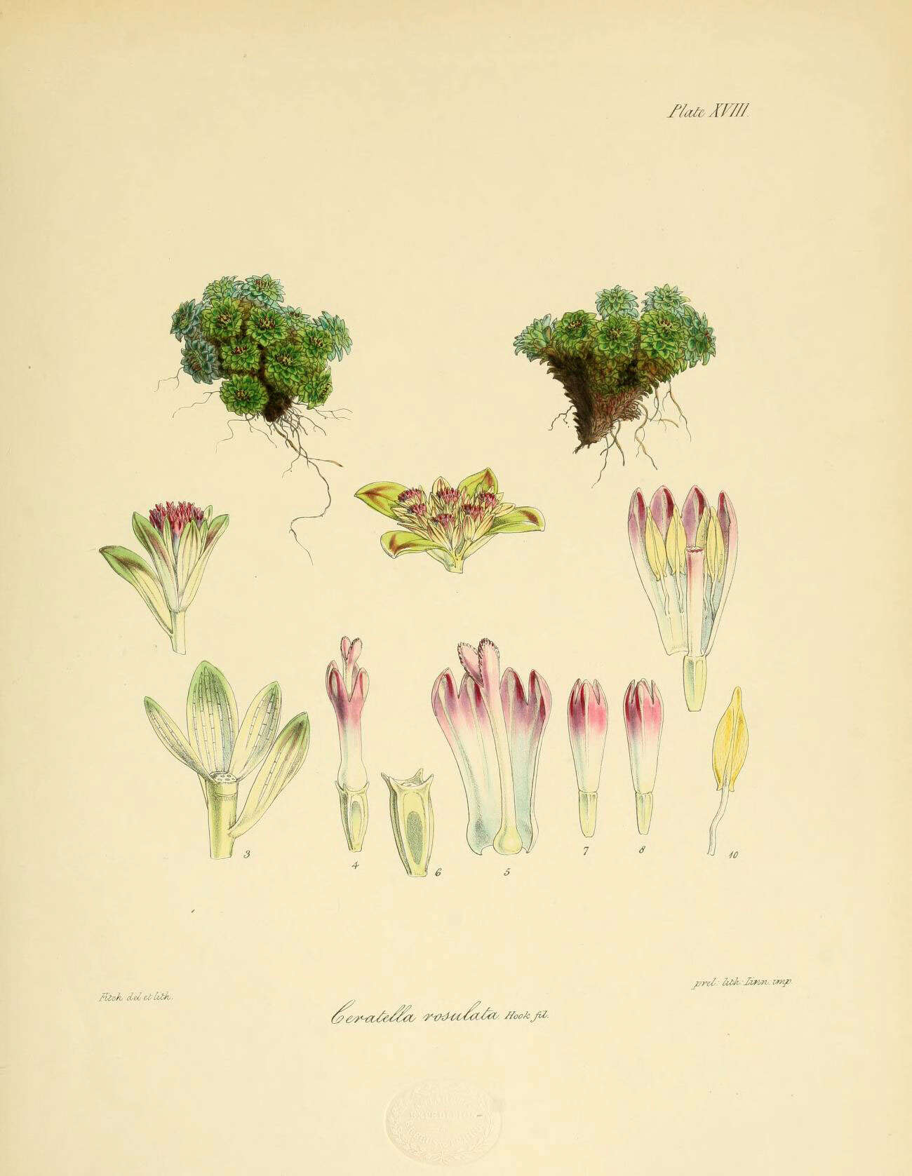 Abrotanella rosulata (Hook. fil.) Hook. fil. resmi