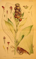 Image of Pleurophyllum criniferum Hook. fil.