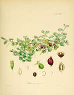Lobelia angulata G. Forst. resmi