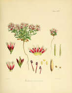 Imagem de Gentianella concinna (Hook. fil.) T. N. Ho & S. W. Liu