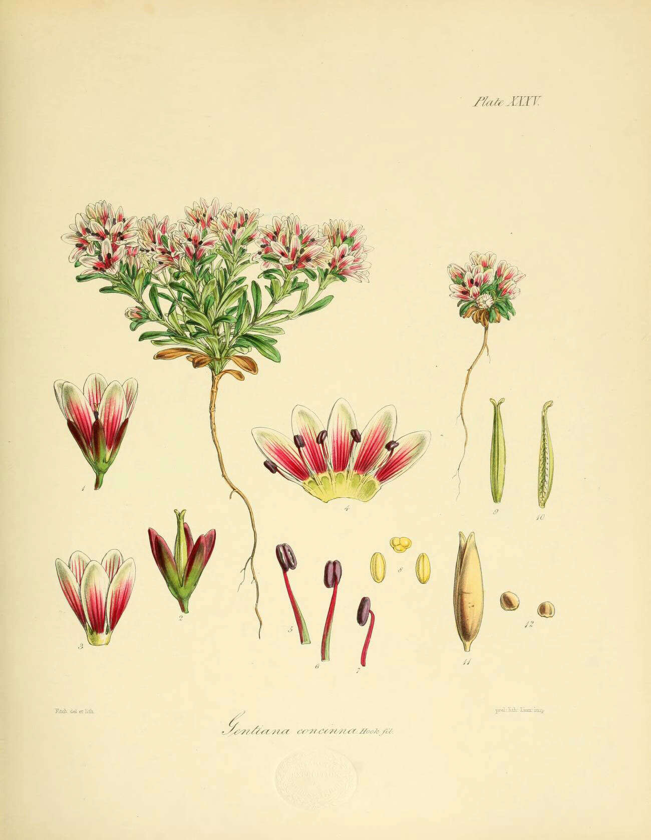 Imagem de Gentianella concinna (Hook. fil.) T. N. Ho & S. W. Liu