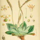 Image de Plantago aucklandica Hook. fil.