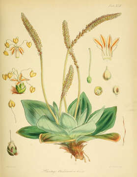 Image of Plantago aucklandica Hook. fil.