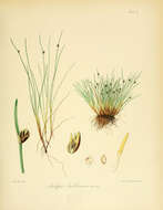 Image of Isolepis aucklandica Hook. fil.